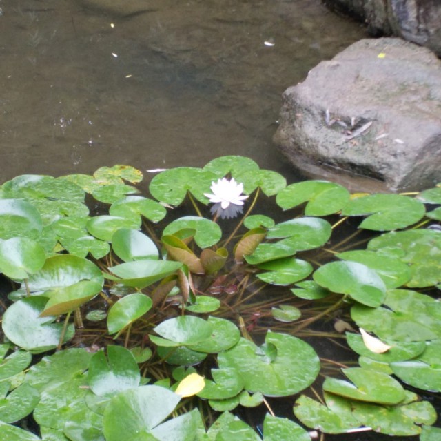 烟花二月去踏青【和声版】