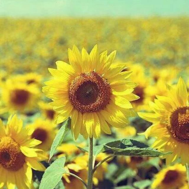 DJ雨一直下、月亮惹的祸、用心良苦