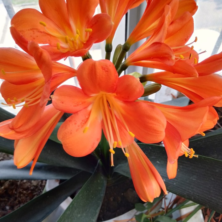 光明【DJ 消音版】