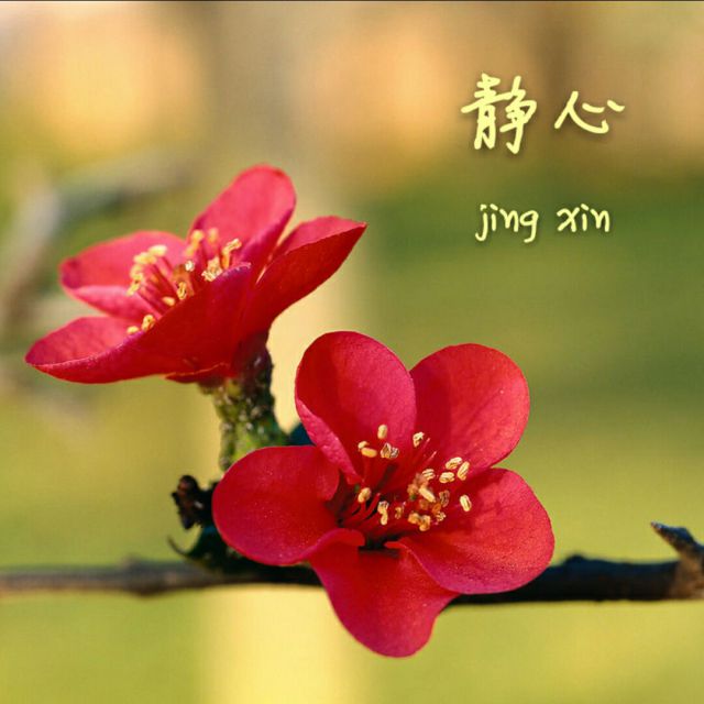 不装饰你的梦【粤语标准版】 - 静心 唱吧,最时尚的手机KTV