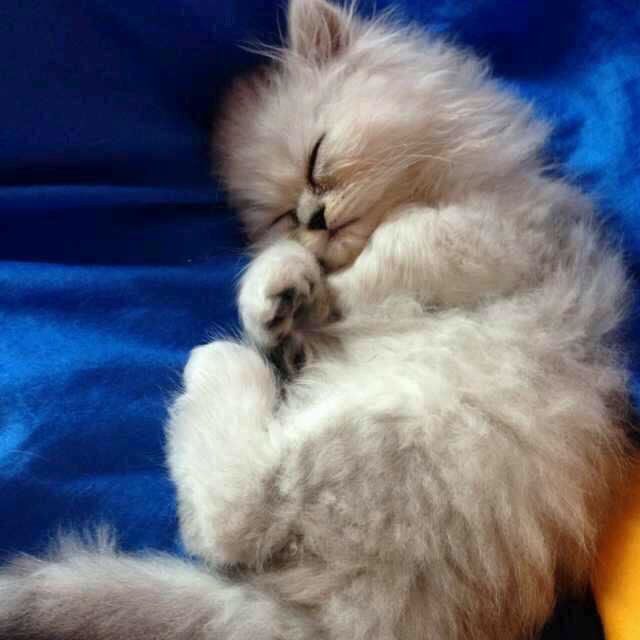 梦千年之恋 - 琳琳_锁芯 唱吧,最时尚的手机KT