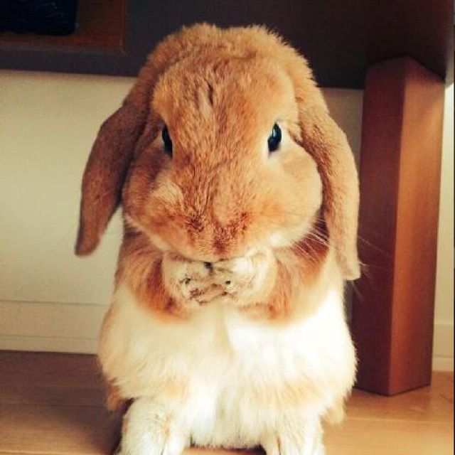 G大调的悲伤 - 我是一只大兔纸 唱吧,最时尚的