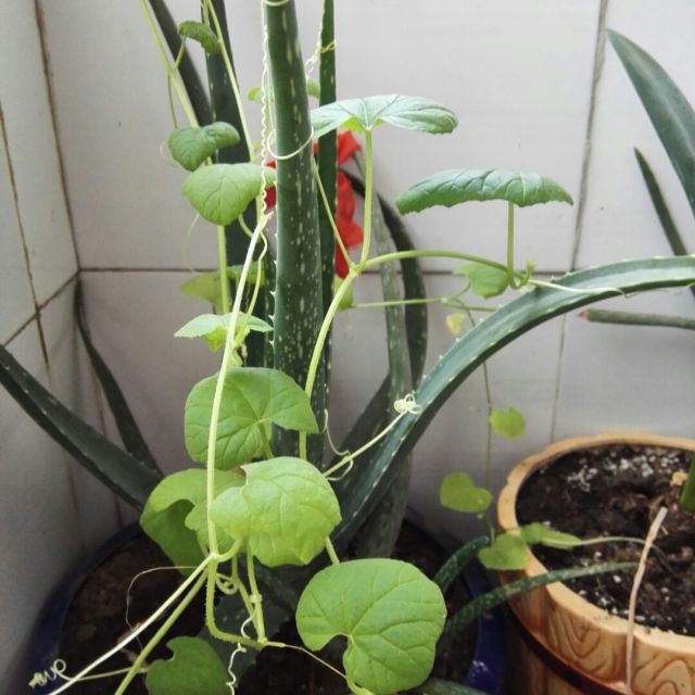 收姜维四千岁唱段简谱