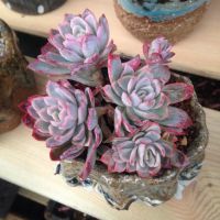 Mc丶小屁孩个人主页- 唱吧,最时尚的手机KTV