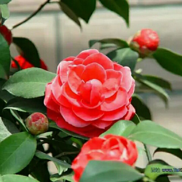 珊瑚颂【带旋律钢琴伴奏】