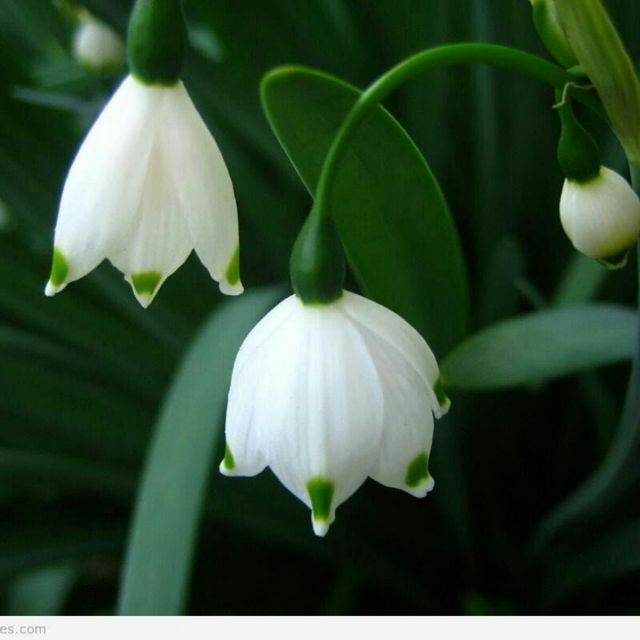 京歌 梦北京 纯伴奏 - 雪景秀 唱吧,最时尚的手机