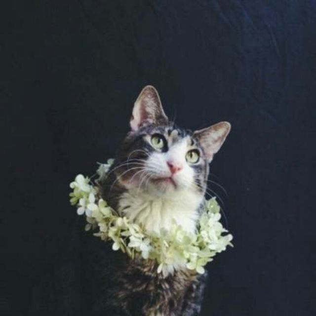 答应不爱你 - 张洪旭_1997 唱吧,最时尚的手机