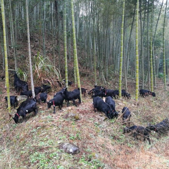 梦中的额吉【歌从黄河来 2016年度总决赛】