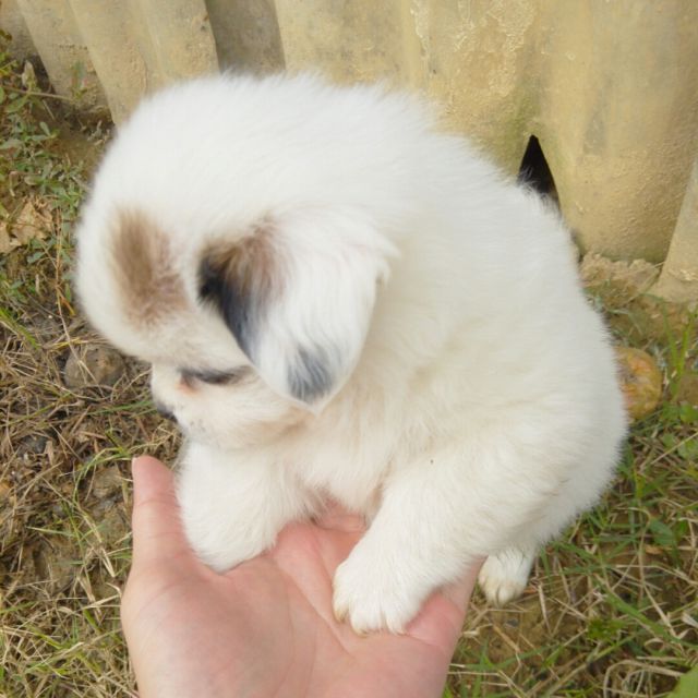 小幸运【粤语版】 - 安若5 唱吧,最时尚的手机K