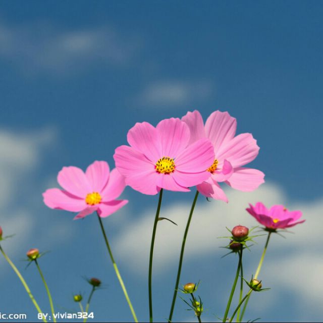 三百六十五个祝福