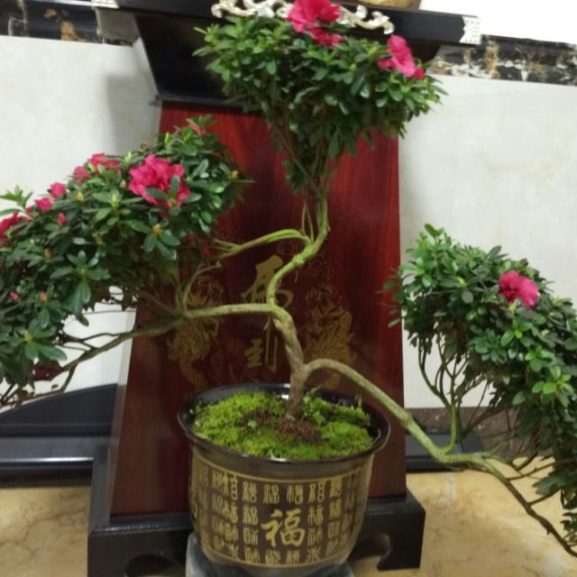 越剧五女拜寿两袖清风一身轻曲谱_老版越剧五女拜寿图片