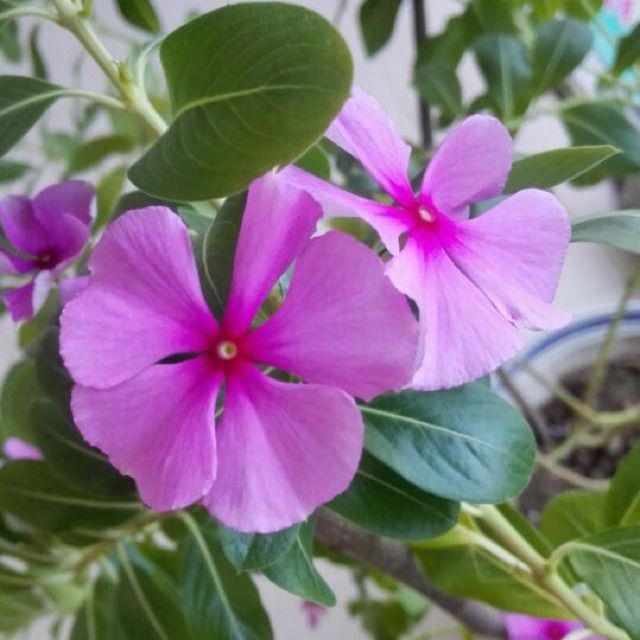 凉凉【原唱完美缺女声版】 - 唱吧,最时尚的手