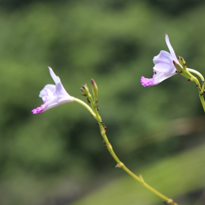 爱你痛到不知痛