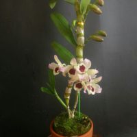 神牧羊曲歌曲谱分享_神牧羊曲歌曲谱图片下载