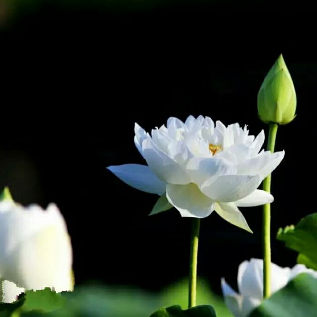 歌曲爱要逃的简谱