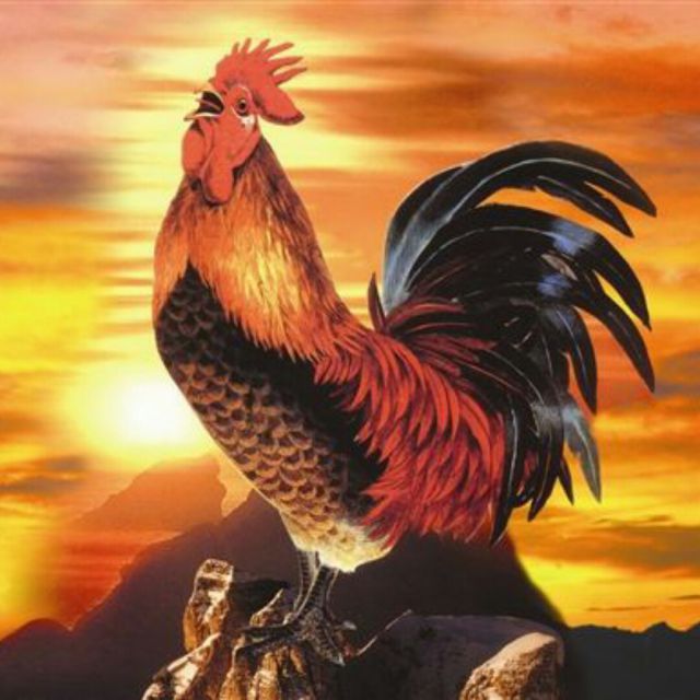 清早听到公鸡叫【原版】