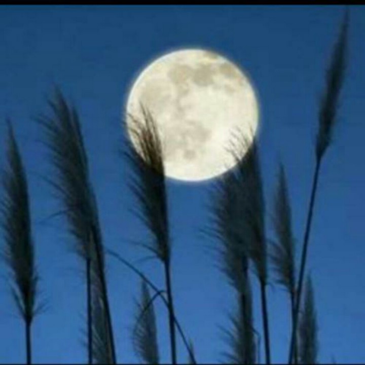 南方的夜 作者 冯至【哇哈哈朗诵】