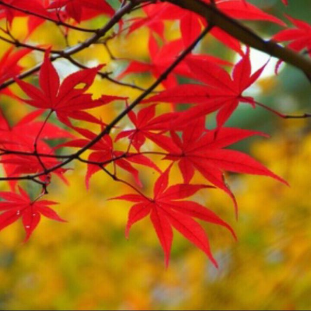 你对我太重要 - ^_-千纸鹤 唱吧,最时尚的手机K