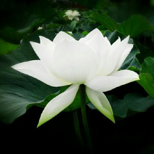 多想留住你 - 唱吧,最时尚的手机KTV