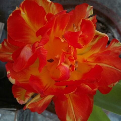 基督徒聚会所相爱的家园【电音版】 - 哈利路亚