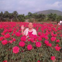 二人台:走西口(伴奏)【原音版】 - 芍药牡丹花 唱