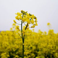 虫儿飞【原版伴奏】 - 某人 唱吧,听见歌声遇见