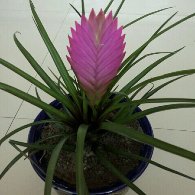 两个人的剧场【原版伴奏】 - 唱吧,听见歌声遇