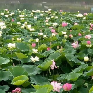 葫芦丝F调伴奏-竹楼情歌(李)【F调】 - 林海听风