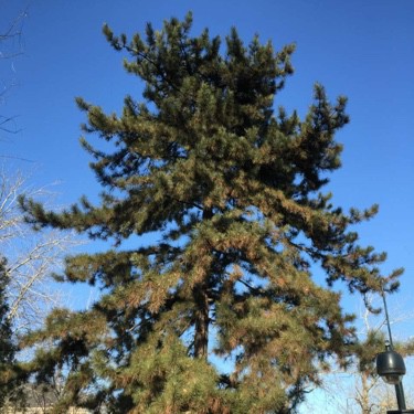 红星照我去战斗【原版伴奏】