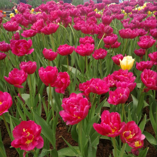 歌曲殇雪曲谱_殇曲谱_歌曲简谱_大提琴名曲殇