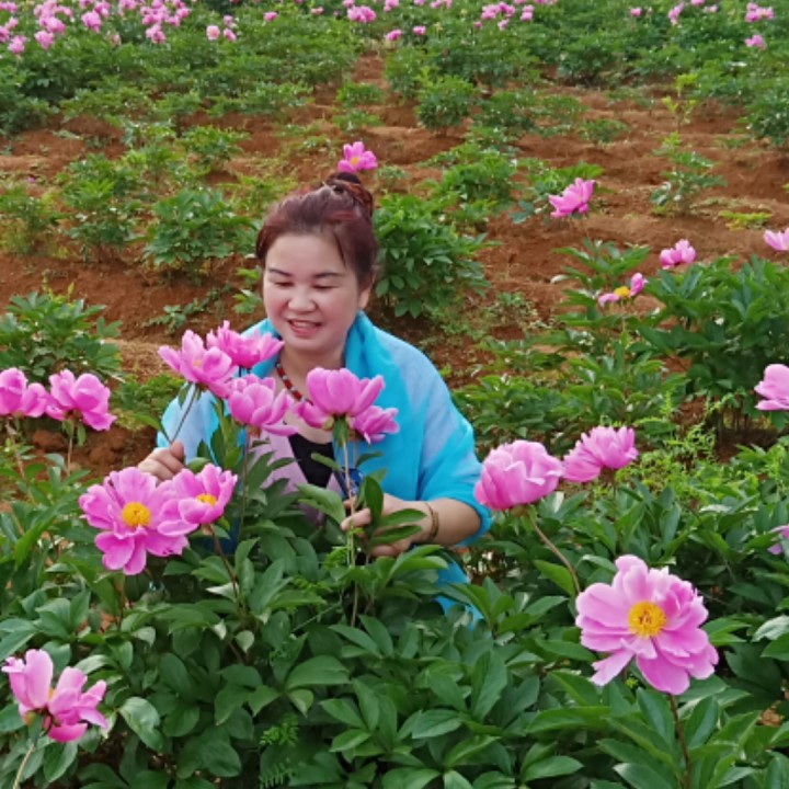 好一朵女人花【茗茶制作】