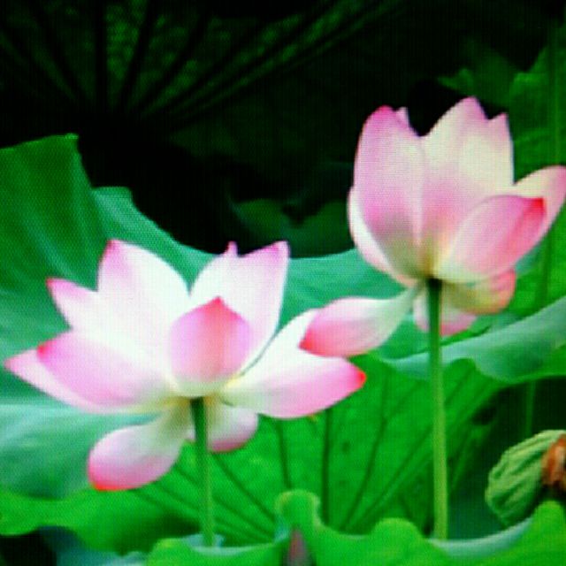 京剧 梨花颂 笑容分享 - 小夏嗨歌 唱吧,最时尚的