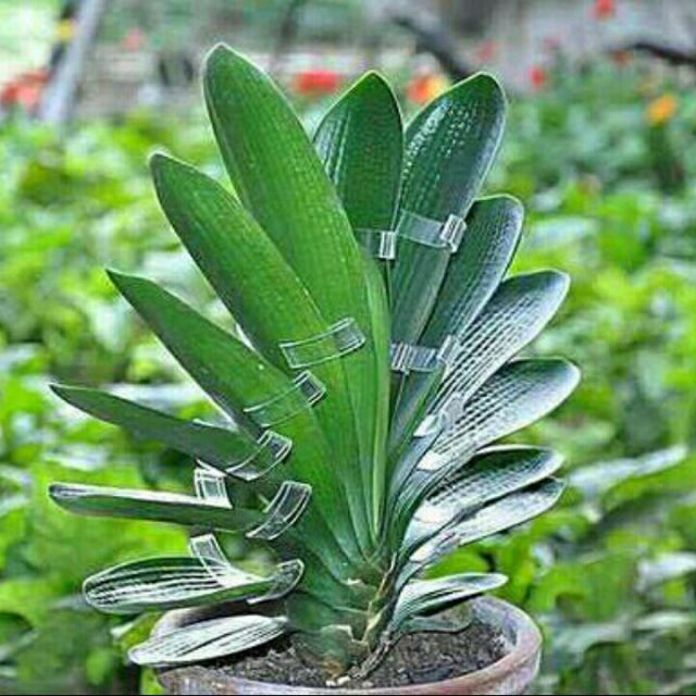 秦腔 三对面 稳坐车辇向外看【消音版】