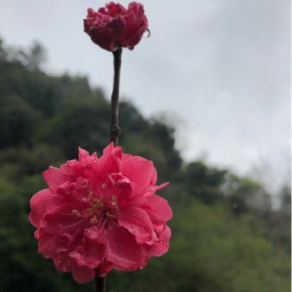 烟花二月去踏青【和声版】