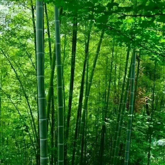 曲剧-小仓娃我离了登封小县(伴奏) - 唱吧,听见歌声遇见你