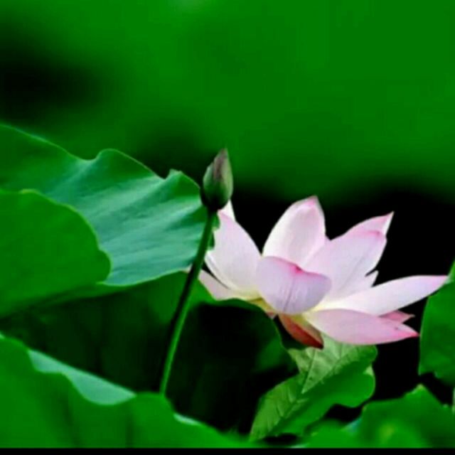 爱情主演【DJ版】 - 莲之爱 - 唱吧,听见歌声遇