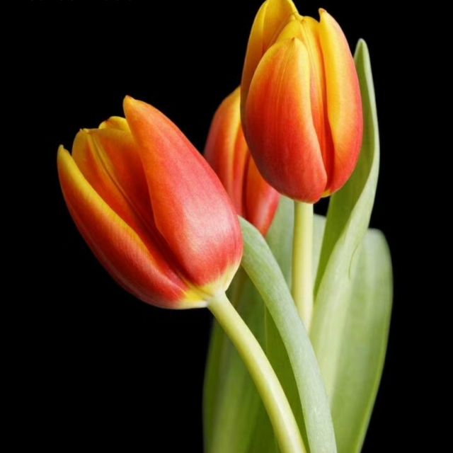 长大后我就成了你【原版】