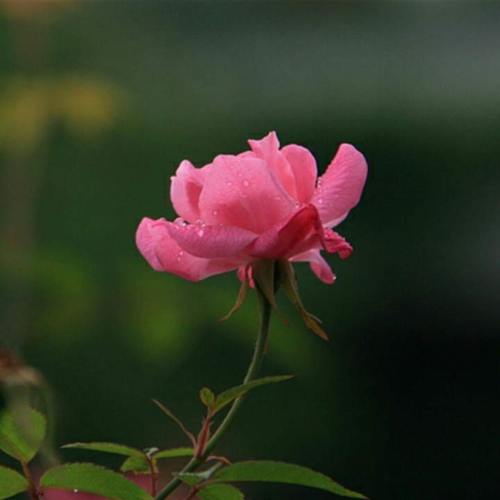 爱上一朵花【独霸制作】