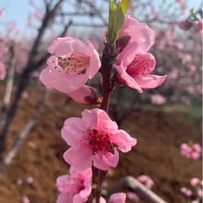 她的眼睛会唱歌