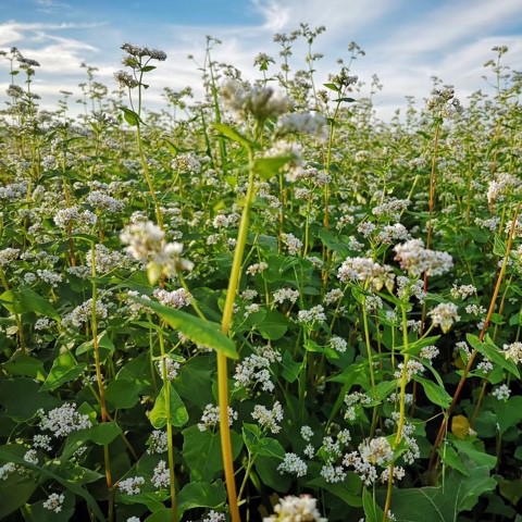 七月上【原版伴奏】
