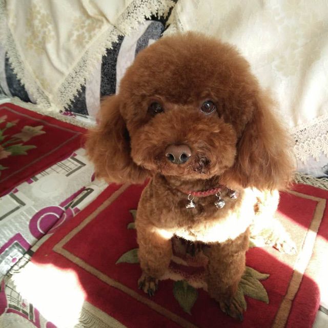 忽然之间【吉他伴奏】 - 契卡卡养的死猫 - 唱吧