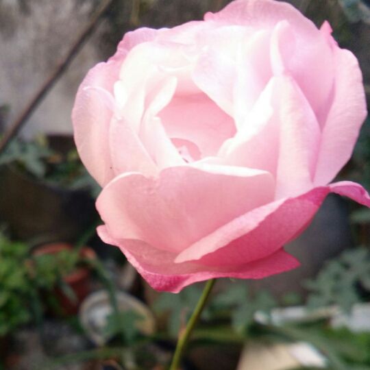 潮剧-愿将芳魂逐清流伴奏制作:瑾儿jr - 吟蛩君