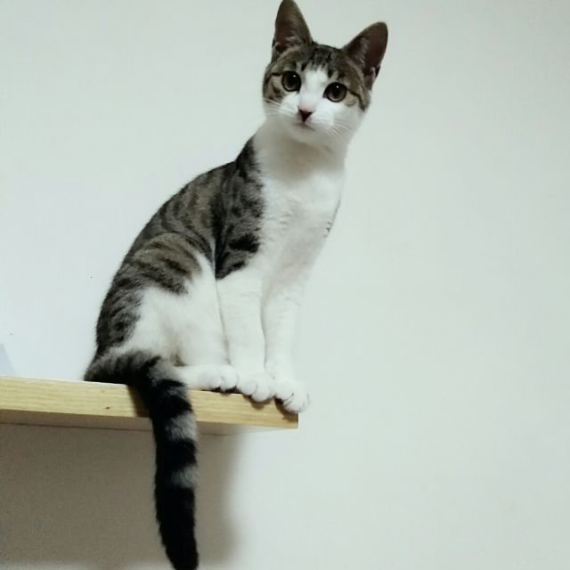 比较大的大提琴