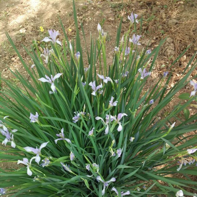 蒙语歌曲忘不了【原版】 - 唱吧,最时尚的手机