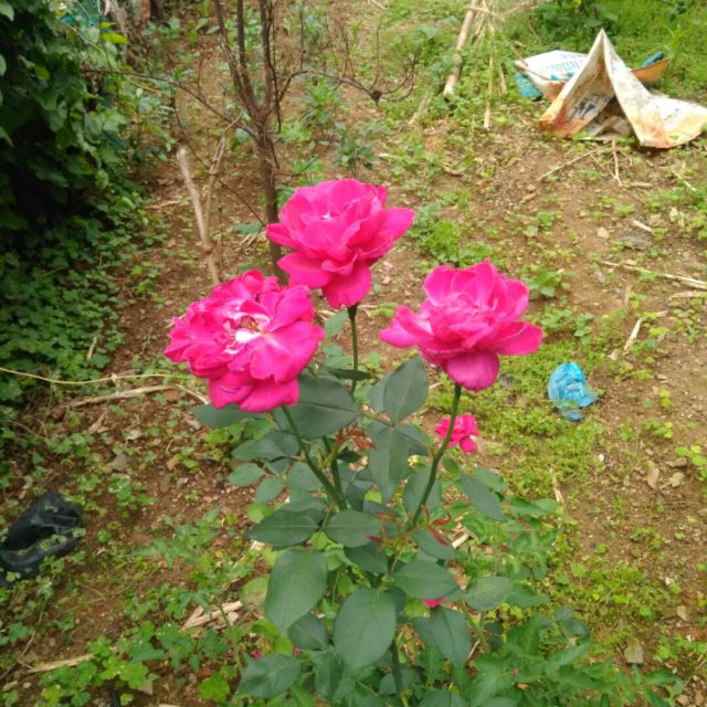 恋你在红尘【原版【馨梦制作】】 - 唱吧,最时