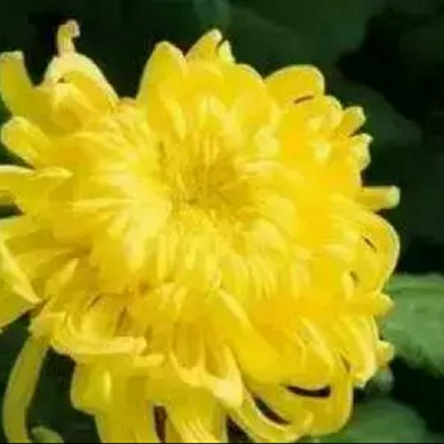 豫剧《英娘》望天际雁南归(伴奏)【党玉倩】