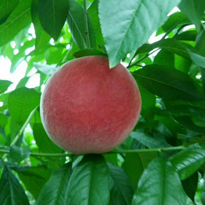 康熙王朝 怒斥群臣片段【杨柳朗诵】