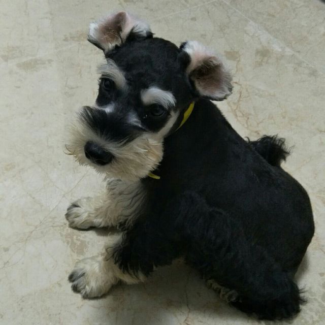 无间道【粤语版】