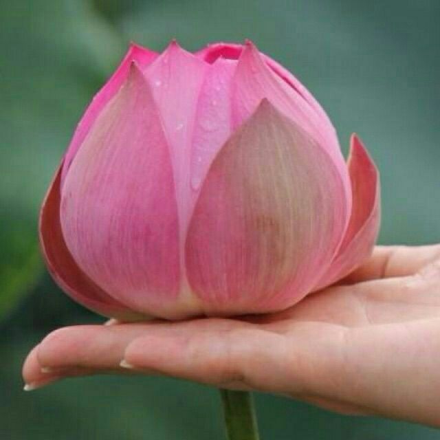 拥抱你离去【DJ版《摆渡人》】