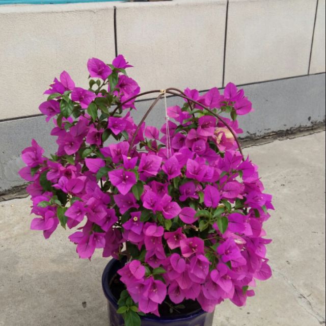 周平 在我心里从此永远有个你 Dj广场舞